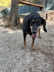 Adopt Fabia