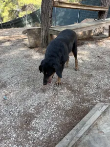 Adopt Fabia