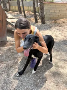 Hund Lusy adoptieren