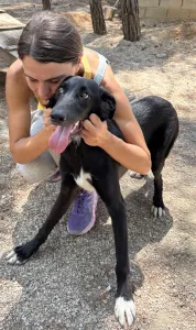 Hund Lusy adoptieren