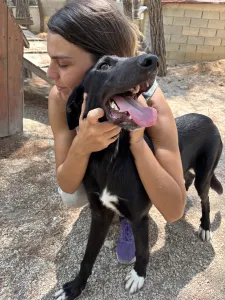 Hund Lusy adoptieren