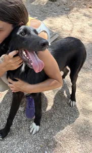 Hund Lusy adoptieren