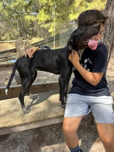 Adopt Bizi