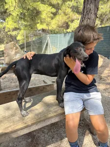 Adopt Bizi