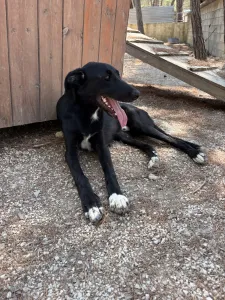 Hund Lusy adoptieren