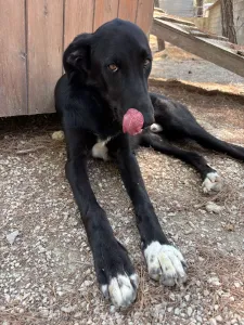 Hund Lusy adoptieren