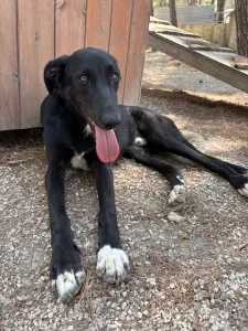 Hund Lusy adoptieren