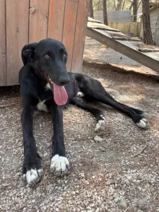Hund Lusy adoptieren