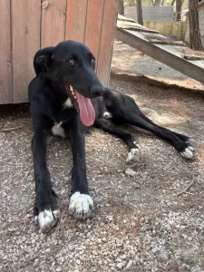 Hund Lusy adoptieren