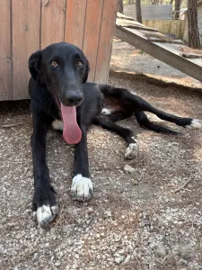 Hund Lusy adoptieren