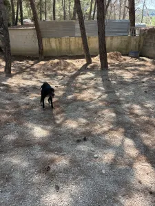 Adopt Bizi