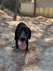Adopt Bizi