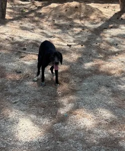 Adopt Bizi