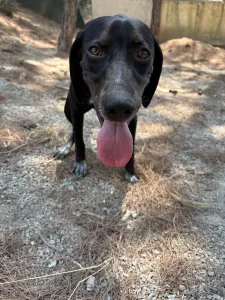 Adopt Bizi