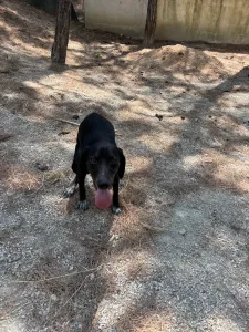 Adopt Bizi