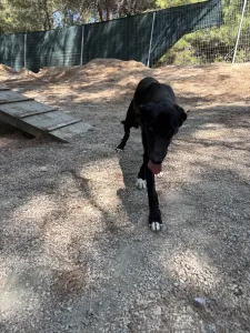 Adopt Clairy
