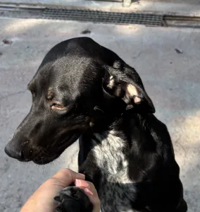 Adopt Bizi