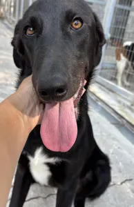 Hund Lusy adoptieren