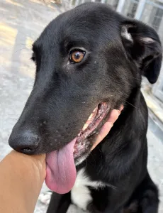 Hund Lusy adoptieren