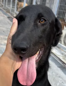 Hund Lusy adoptieren