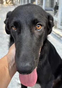 Hund Lusy adoptieren