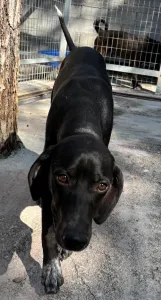 Adopt Bizi