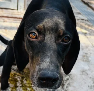 Adopt Bizi