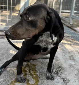 Adopt Bizi