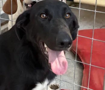 Hund Lusy adoptieren