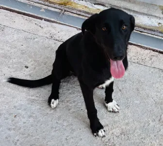 Hund Lusy adoptieren
