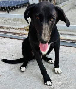 Hund Lusy adoptieren