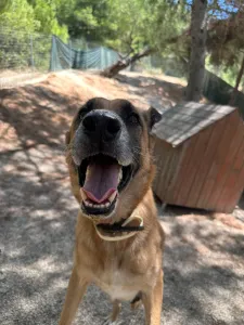 Adopt Mouxtar