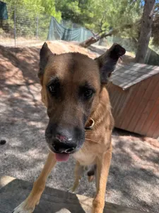 Adopt Mouxtar