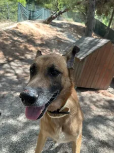 Adopt Mouxtar