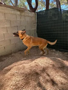 Adopt Mouxtar