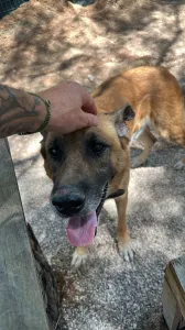 Adopt Mouxtar