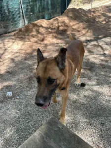 Adopt Mouxtar
