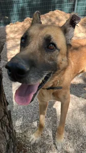 Adopt Mouxtar