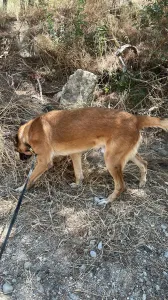 Adopt Mouxtar
