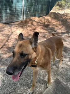 Adopt Mouxtar