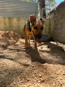 Adopt Milos