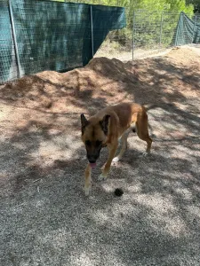 Adopt Mouxtar