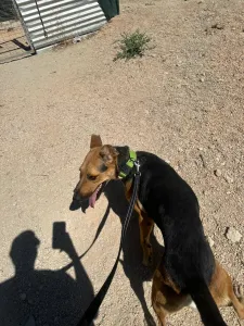 Adopt Milos