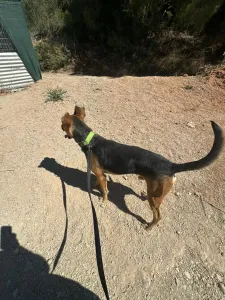 Adopt Milos