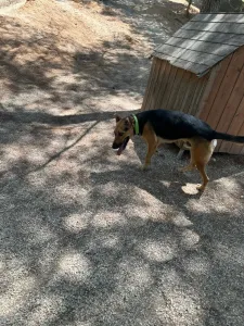 Adopt Milos
