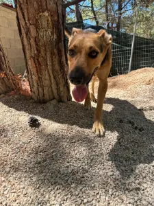 Adopt Milos