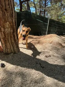 Adopt Milos