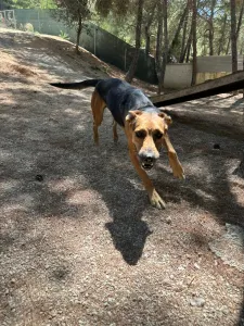 Adopt Milos