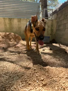Adopt Milos