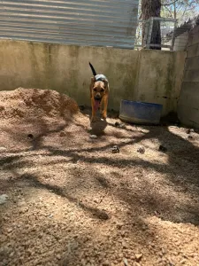Adopt Milos